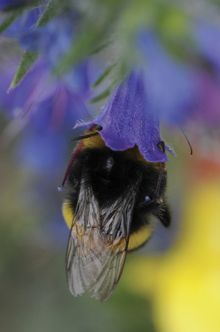 35 millions d’enregistrements sur la faune et la flore, sur les habitats, les espaces naturels… la base de l’INPN est d’une grande richesse. Mais elle n’est pas encore réellement en open data. (© Elodie Gaillard pour iStock)