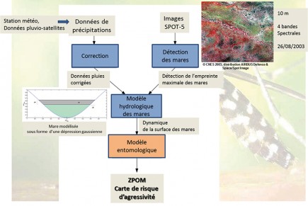 La modélisation du risque d’agressivité des moustiques vecteurs de la fièvre de la vallée du Rift qui affecte les troupeaux au Sénégal. (© CNES)