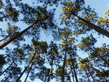 Les forestiers aquitains ont le choix entre une vingtaine de services dans le cadre d’EarthLab, proposés par un réseau de partenaires : de l’estimation de la biomasse et des stocks de carbone, à l’état de la desserte en passant par l’estimation des âges de replantation et l’état des surfaces affectées par des ravageurs. (© Telespazio)